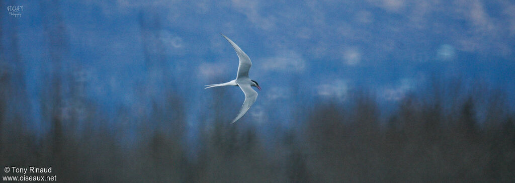 Arctic Ternadult breeding, aspect, pigmentation, Flight