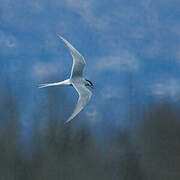 Arctic Tern