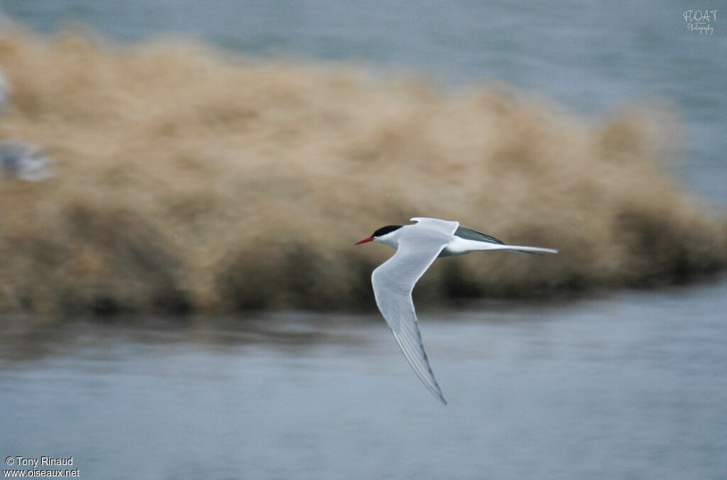 Arctic Ternadult breeding, aspect, Flight