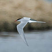 Arctic Tern