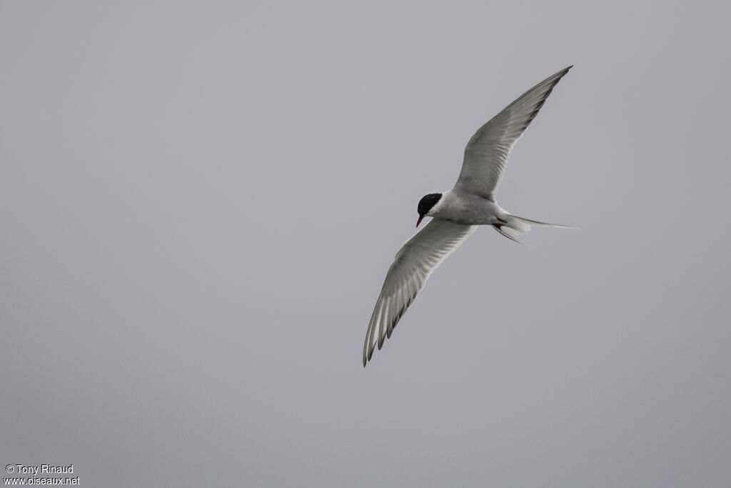 Arctic Ternadult breeding, aspect, Flight