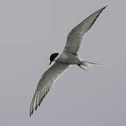 Arctic Tern