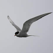 Arctic Tern