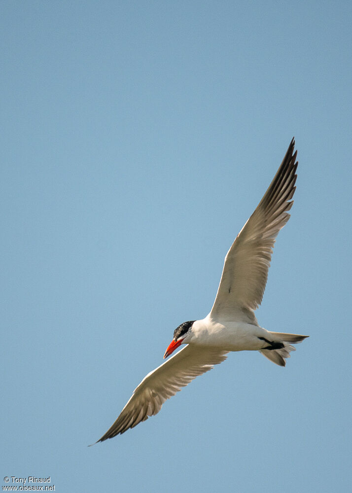 Caspian Ternadult breeding, aspect, pigmentation, Flight