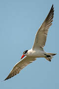 Caspian Tern