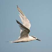 Sandwich Tern