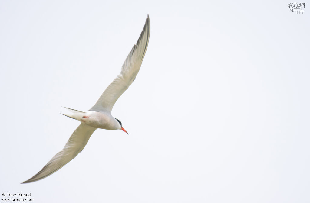 Common Ternadult breeding, aspect, pigmentation, Flight