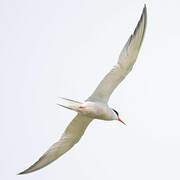 Common Tern