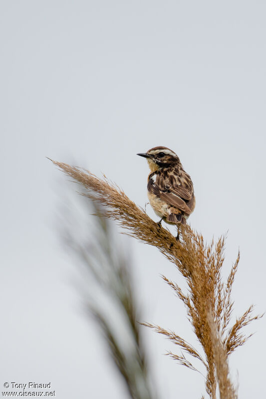 Whinchat male adult breeding, identification, aspect, pigmentation