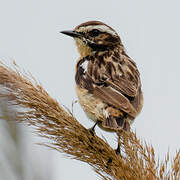 Whinchat