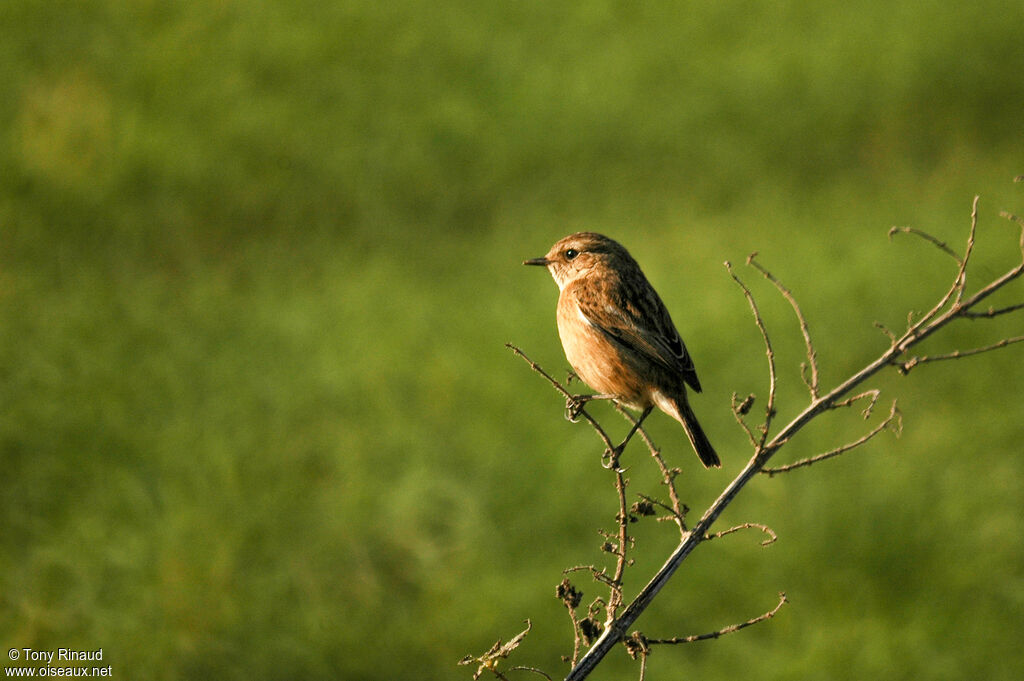 European Stonechat female post breeding, identification, aspect, pigmentation