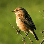 European Stonechat