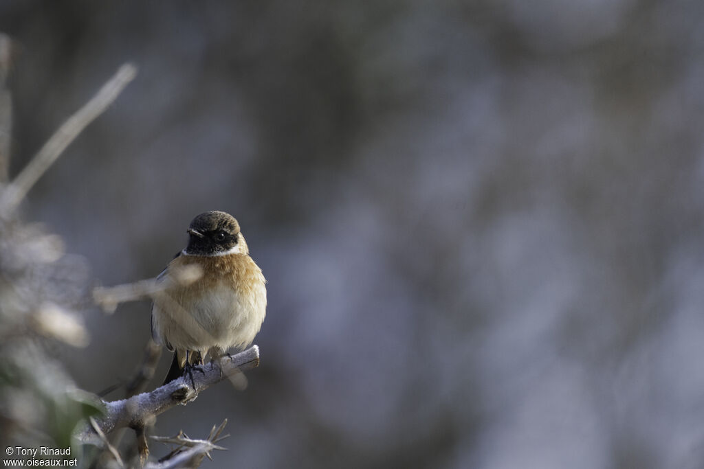 European Stonechat male adult post breeding, identification, aspect, pigmentation