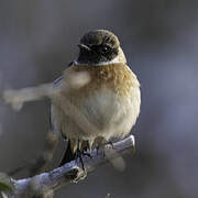 European Stonechat