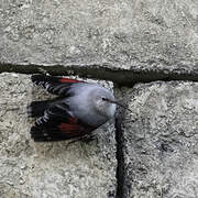 Wallcreeper