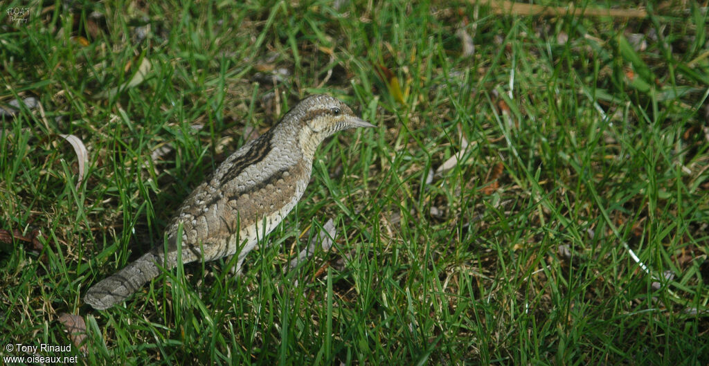 Eurasian Wryneckadult, identification, aspect, walking