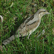 Eurasian Wryneck