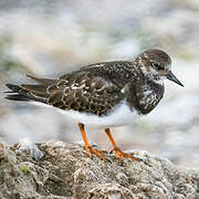 Ruddy Turnstone