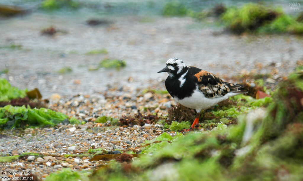 Ruddy Turnstoneadult breeding, identification, aspect, pigmentation, walking