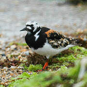 Ruddy Turnstone