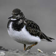 Ruddy Turnstone