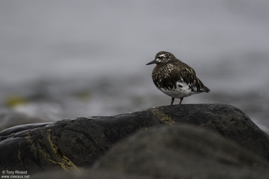 Black Turnstoneadult, identification, aspect, pigmentation, walking