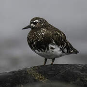 Black Turnstone