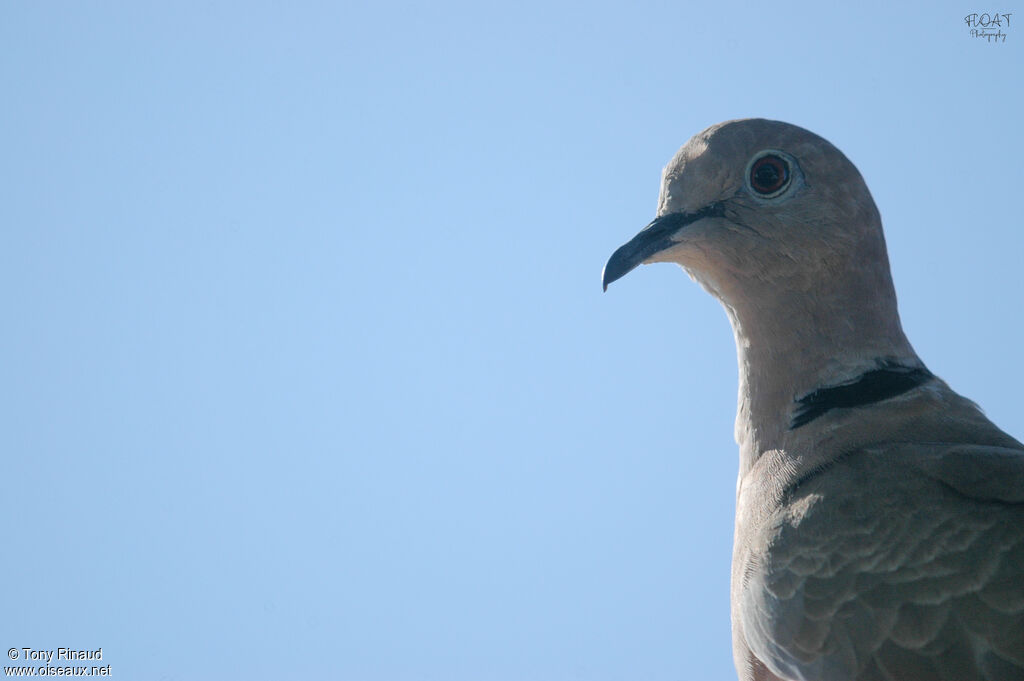 Eurasian Collared Doveadult, close-up portrait, aspect