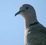 Eurasian Collared Dove