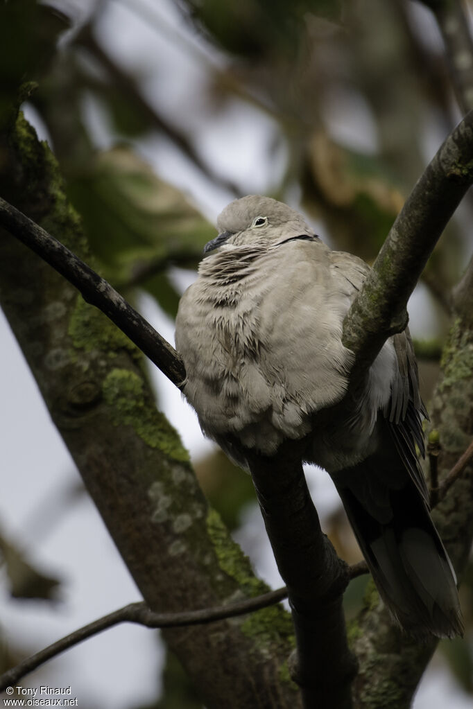 Eurasian Collared Doveadult, identification