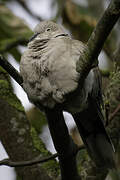 Eurasian Collared Dove