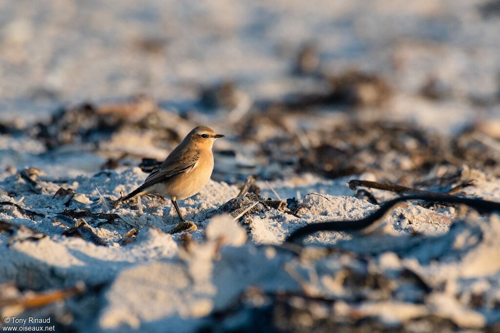 Northern Wheatearpost breeding, identification, aspect, walking