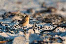 Northern Wheatear