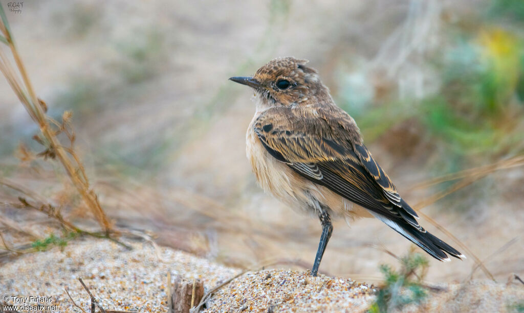 Pied Wheatear, identification, moulting, aspect, pigmentation, walking