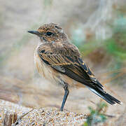 Pied Wheatear