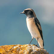 Pied Wheatear