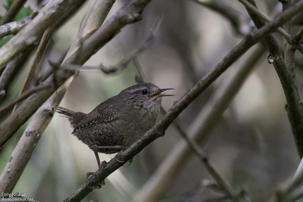 Troglodyte de Bairdadulte nuptial, identification, composition, chant