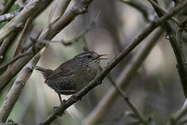 Pacific Wren