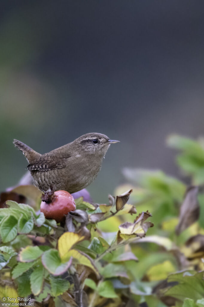 Troglodyte mignon, identification, composition