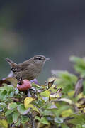 Eurasian Wren