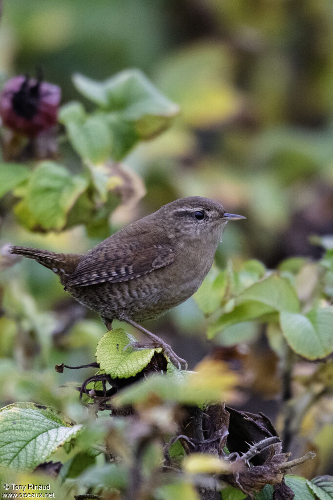 Troglodyte mignon, identification, composition