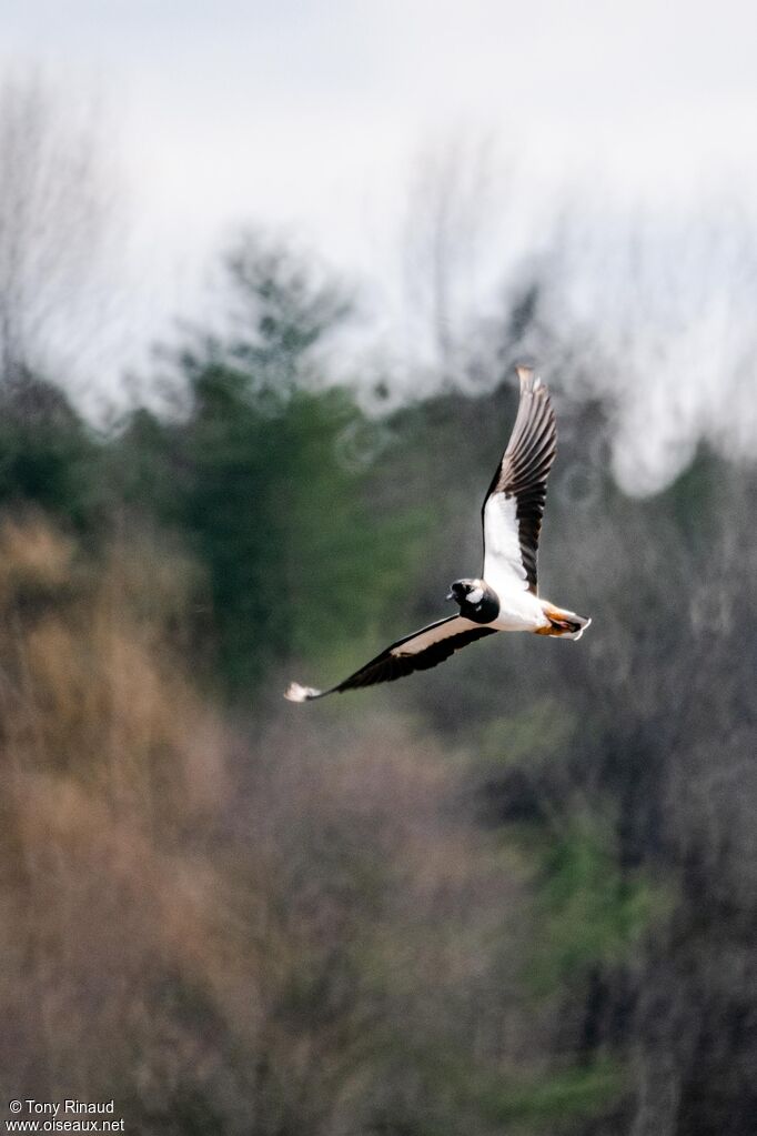 Northern Lapwingadult, aspect, Flight