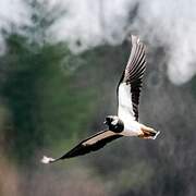 Northern Lapwing