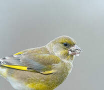 European Greenfinch