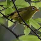 Rota White-eye
