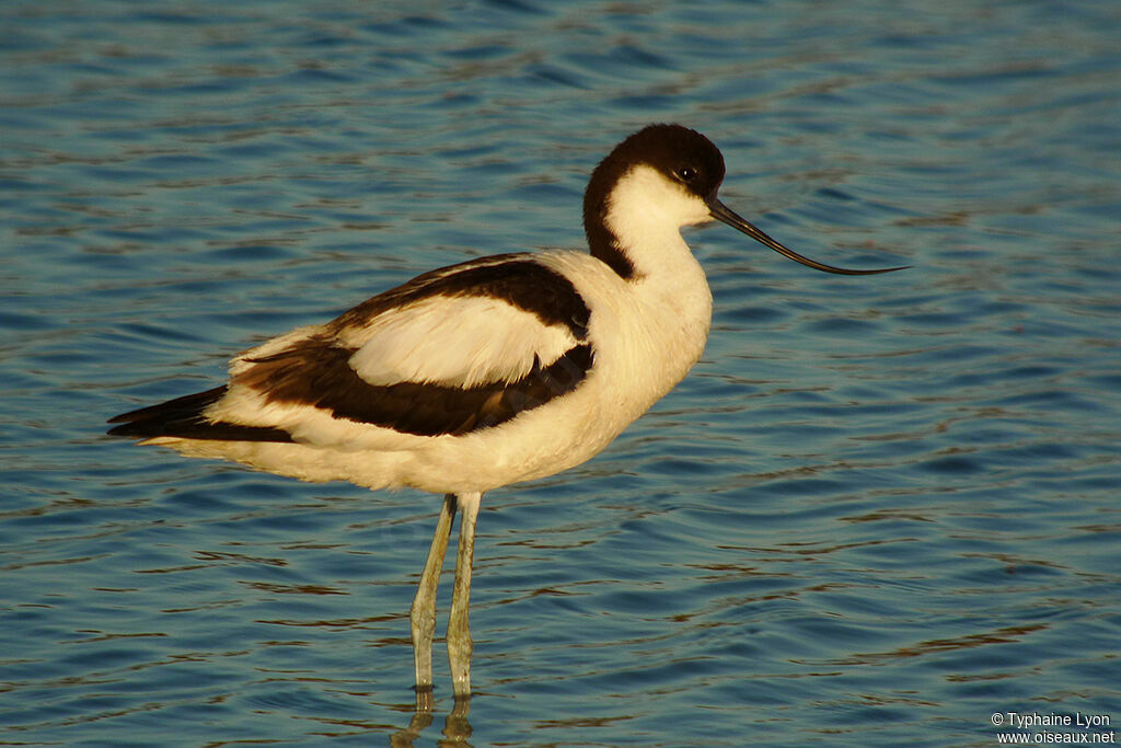 Avocette élégante