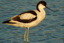 Avocette élégante