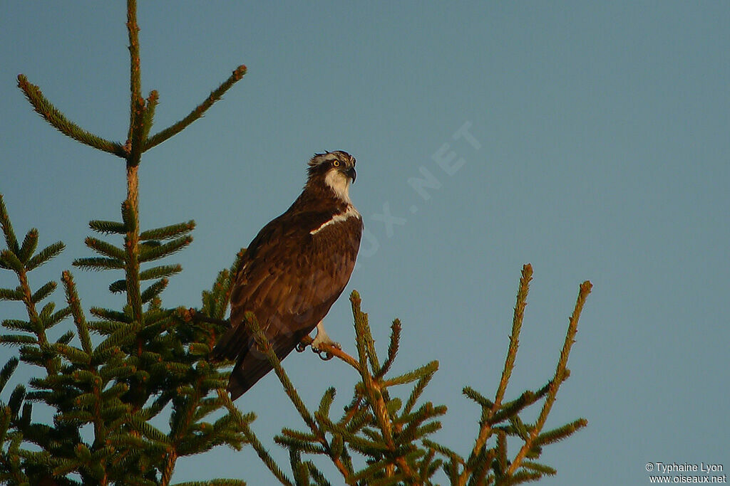 Western Osprey