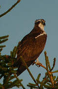 Western Osprey