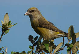 Red Crossbill